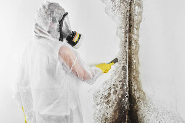 Best Mold Testing and Removal  in Rochester, PA